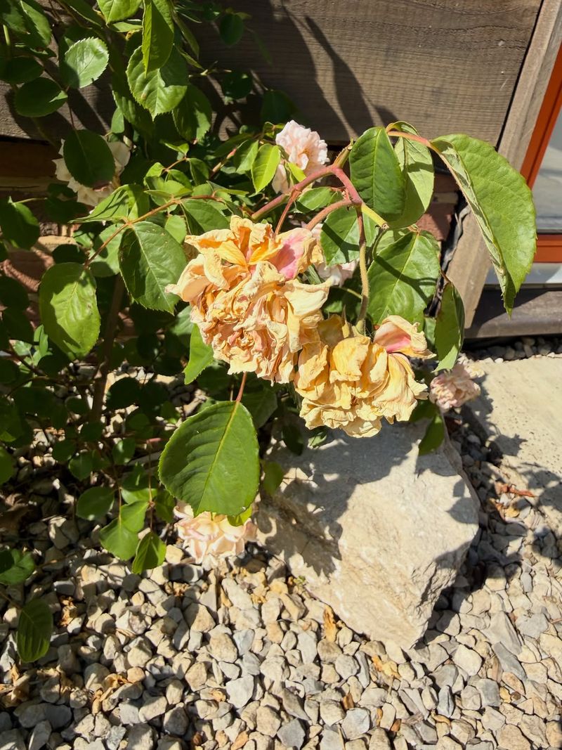 Give Heat-Stressed Plants Time To Recover