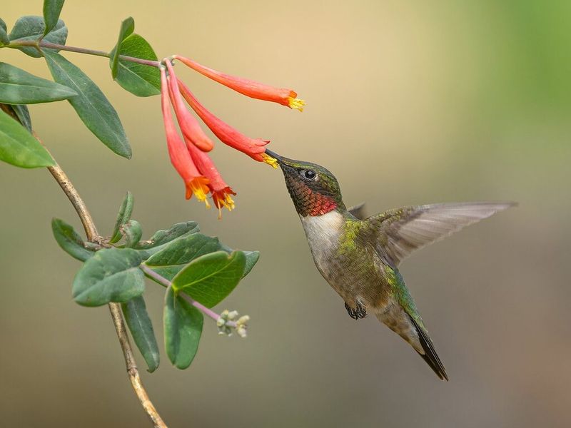 Give Hummingbirds The Native Trumpet Blooms They Want Give Hummingbirds The Native Trumpet Blooms They Want