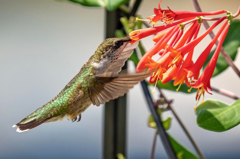 Give Hummingbirds Tubular Blooms Without The Takeover