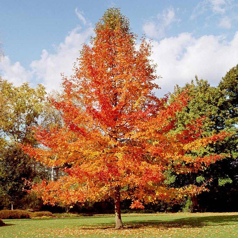 Give It Enough Permanent Growing Space