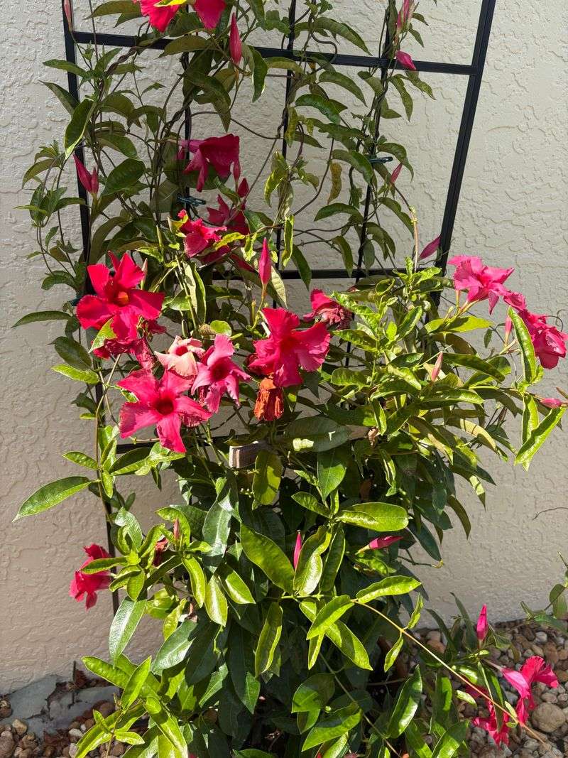 Give It Full Sun For Strong Flowering