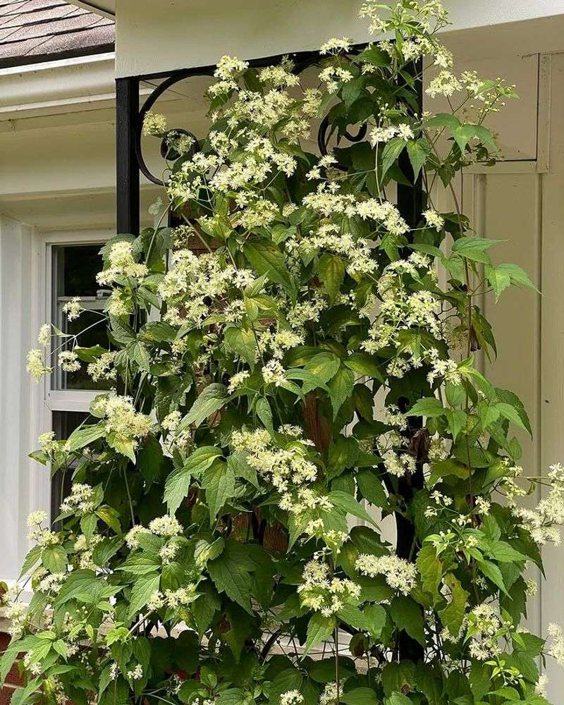 Give It Moist Soil And Afternoon Protection Give It Moist Soil And Afternoon Protection