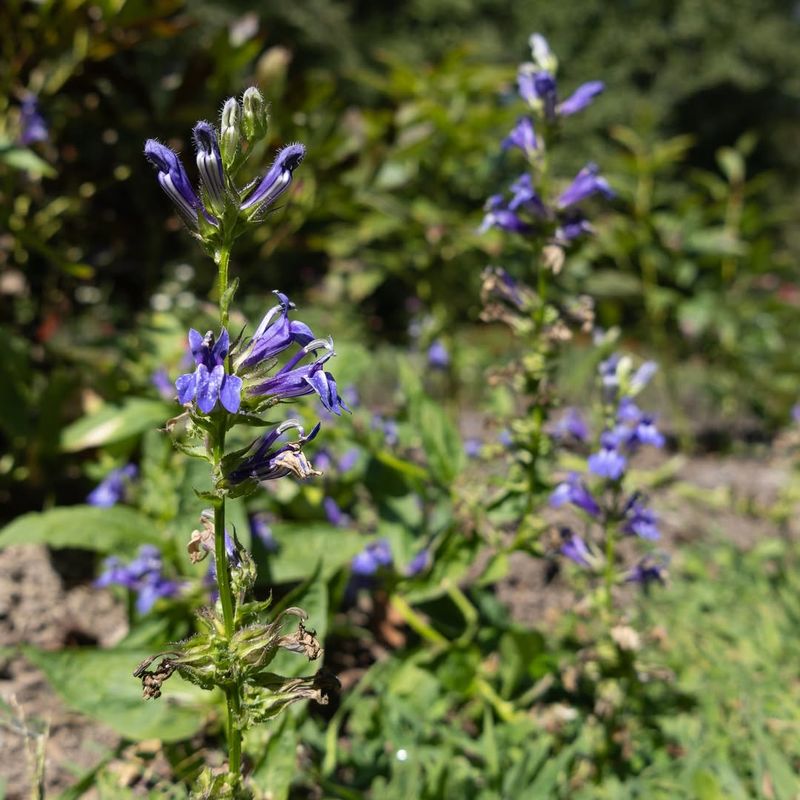 Give It Moisture Without Creating Waterlogged Soil
