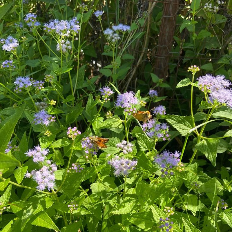 Give It Room To Spread Naturally