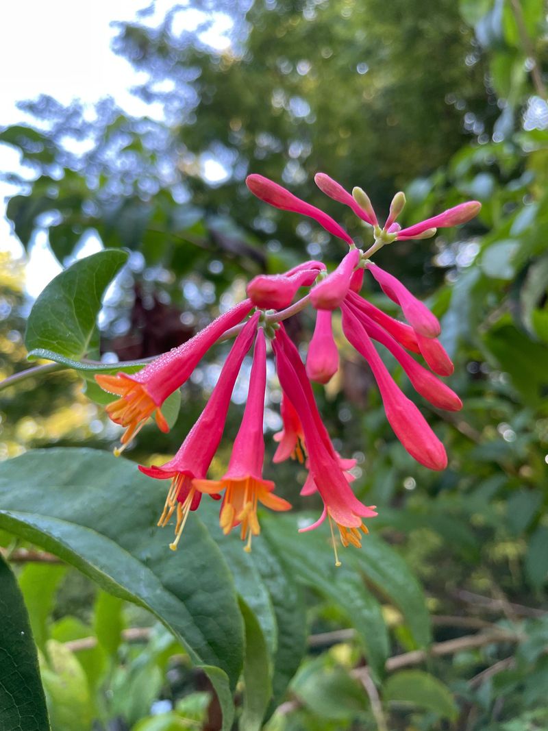 Give It Sun For The Best Flower Show Give It Sun For The Best Flower Show
