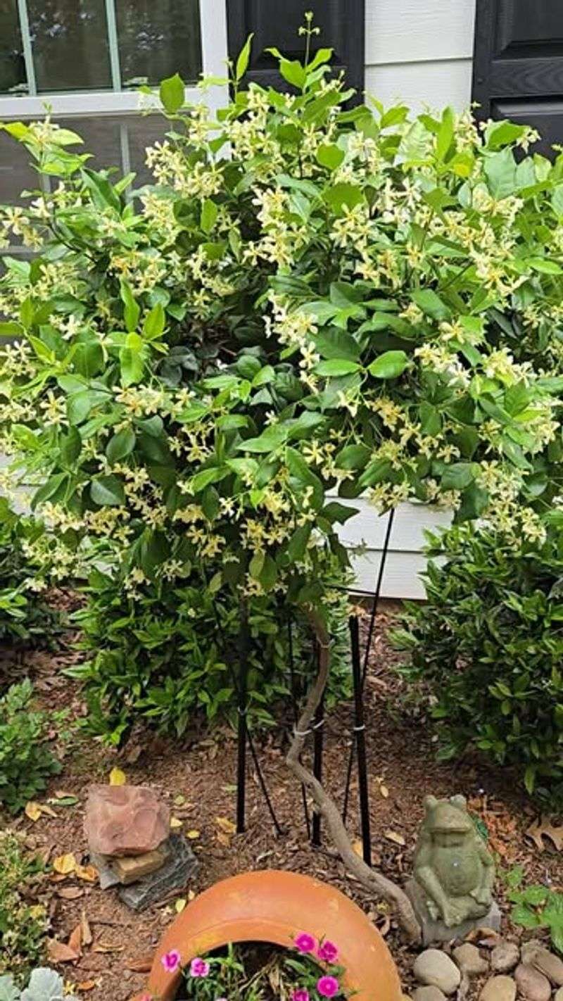 Give It Sun, Shelter, And Drained Soil