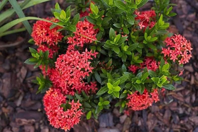 Give Ixora The Acidic Soil It Craves