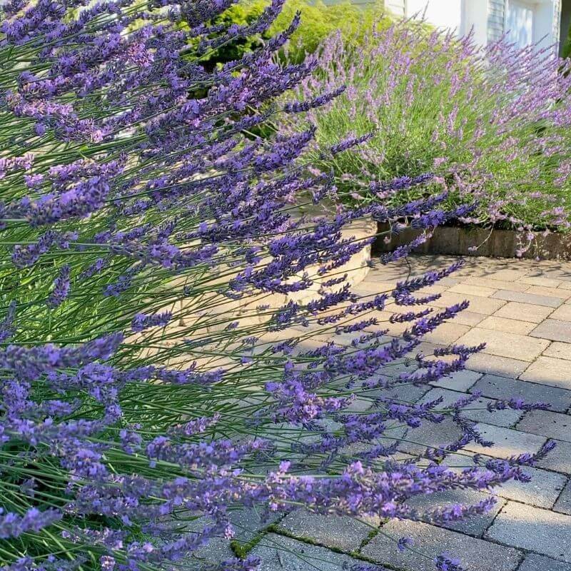 Give Lavender Full Sun