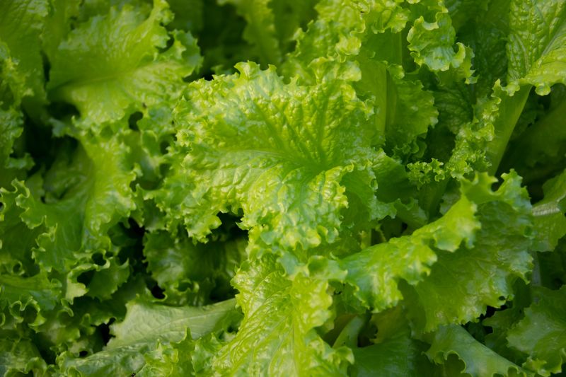Give Leafy Greens Some Afternoon Shade Give Leafy Greens Some Afternoon Shade