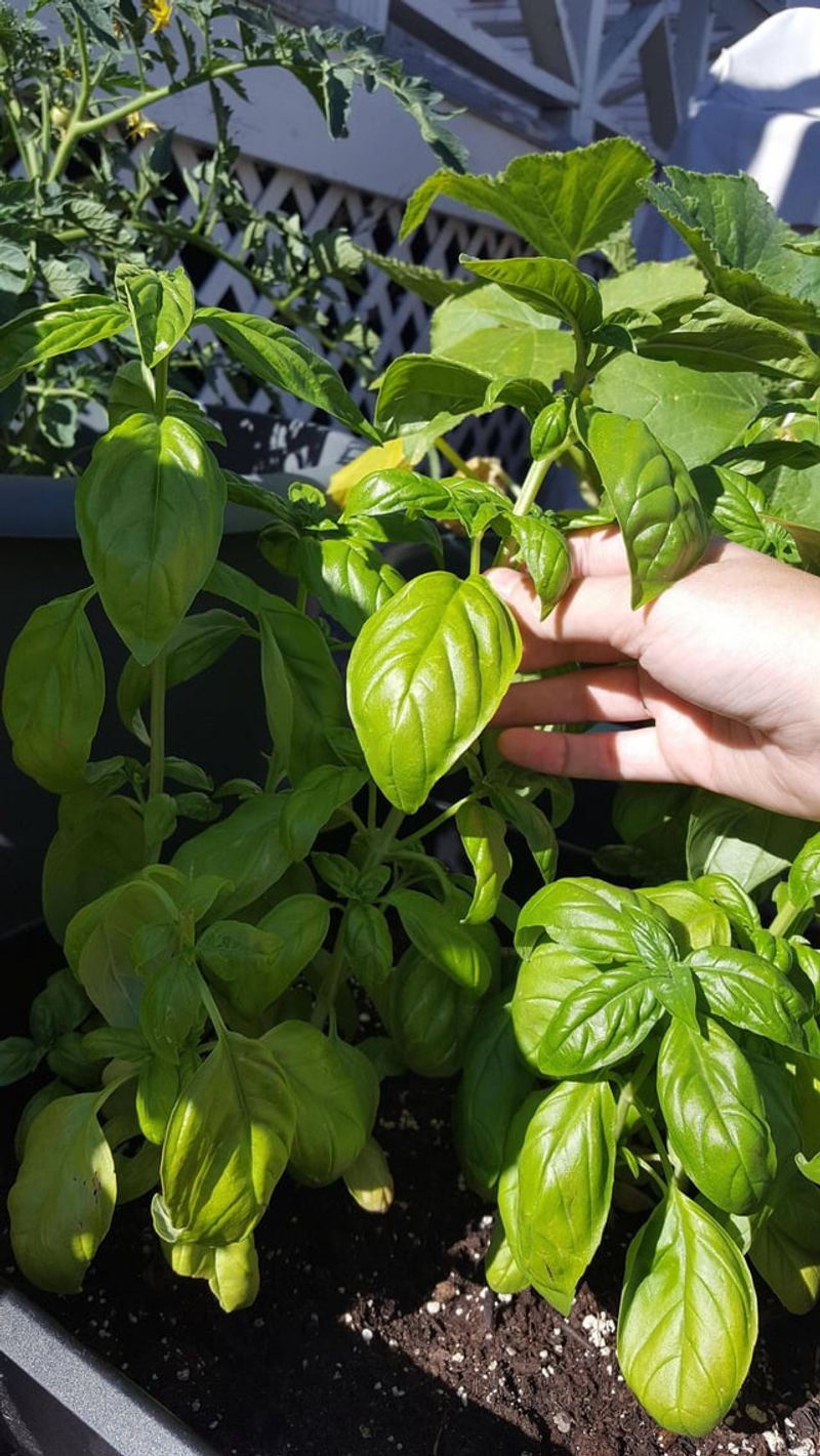 Give Leaves Room To Dry Faster Give Leaves Room To Dry Faster