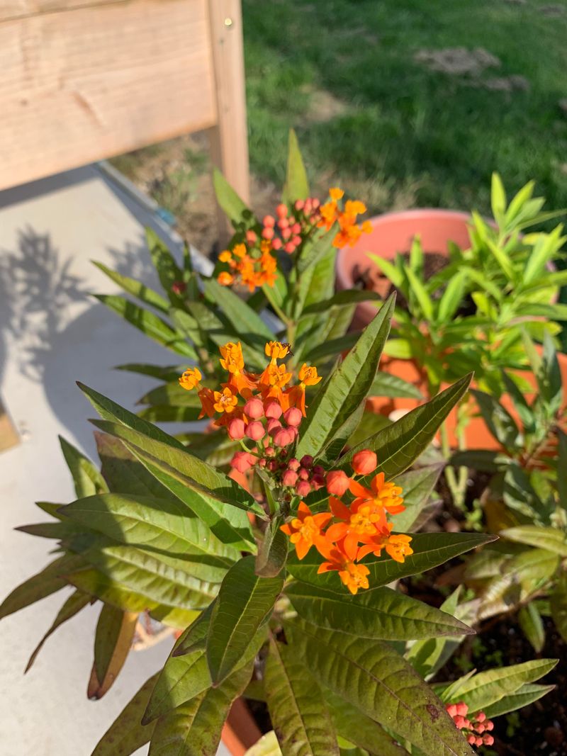 Give Milkweed Full Sun Exposure Give Milkweed Full Sun Exposure