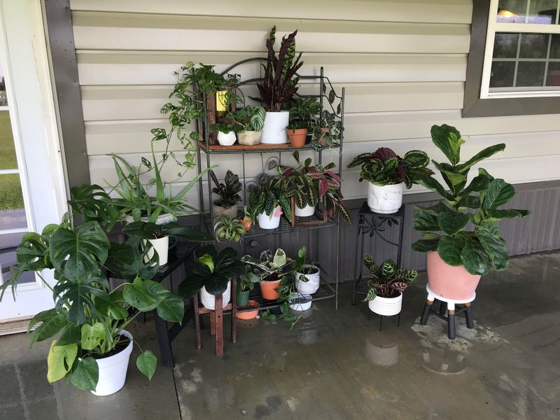 Give Outdoor Houseplants A Shady Reset Give Outdoor Houseplants A Shady Reset