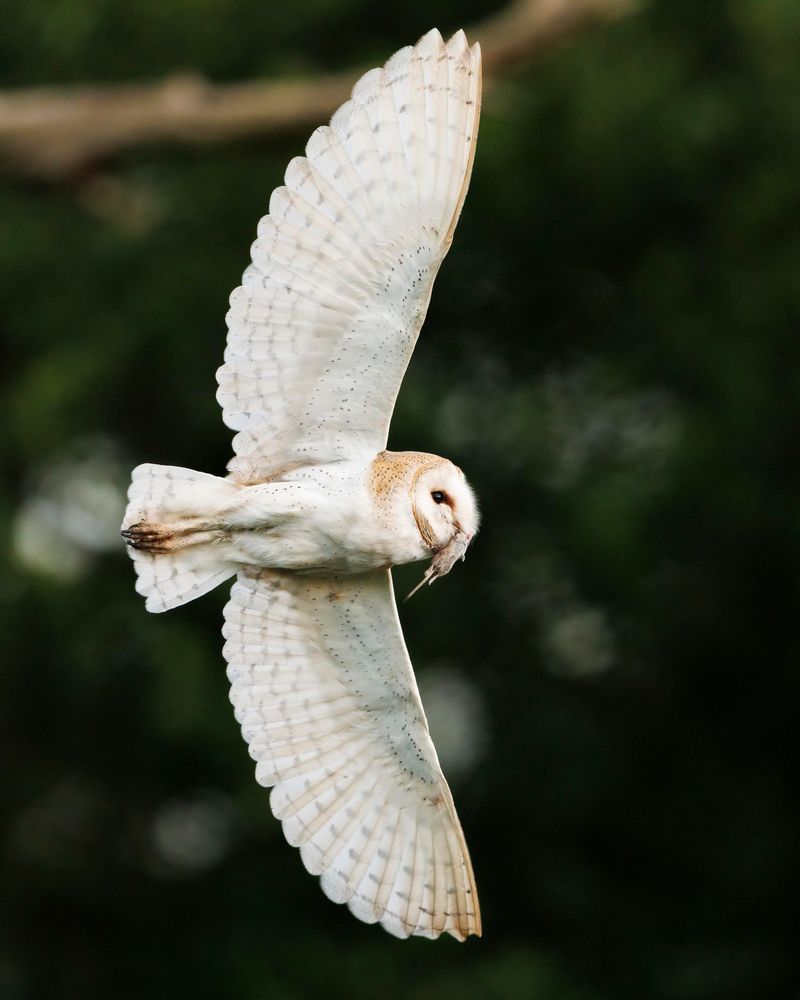 Give Owls A Quiet Route To Hunt