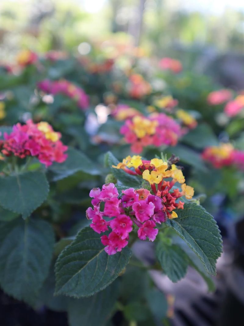 Give Plants Enough Room To Spread