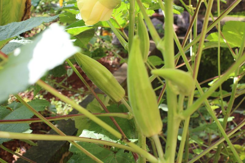 Give Plants Enough Space For Airflow Give Plants Enough Space For Airflow