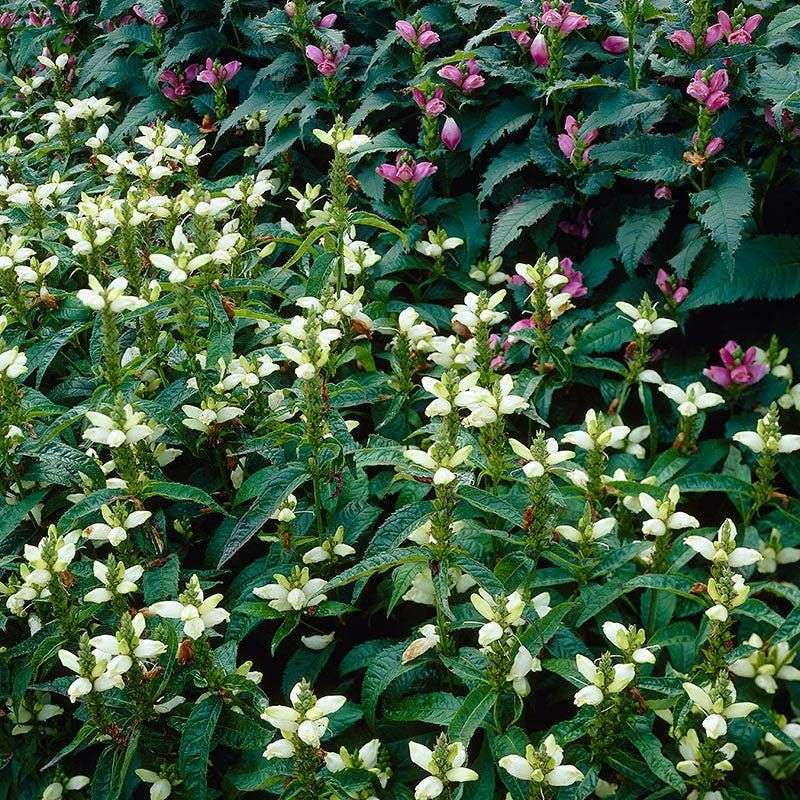 Give Pollinators A Late Season Native Stop Give Pollinators A Late Season Native Stop