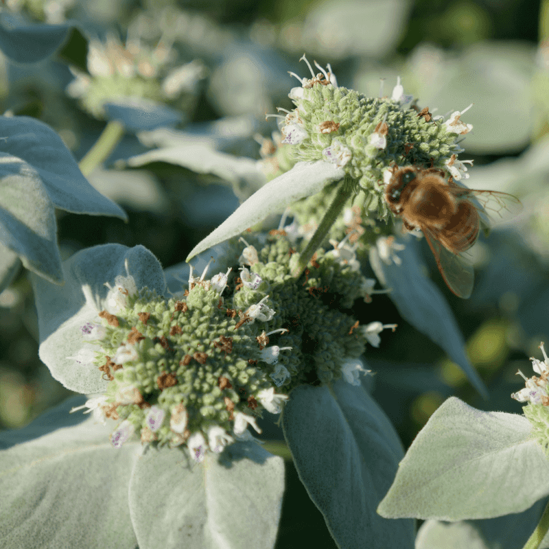 Give Pollinators A Longer Native Landing Pad Give Pollinators A Longer Native Landing Pad