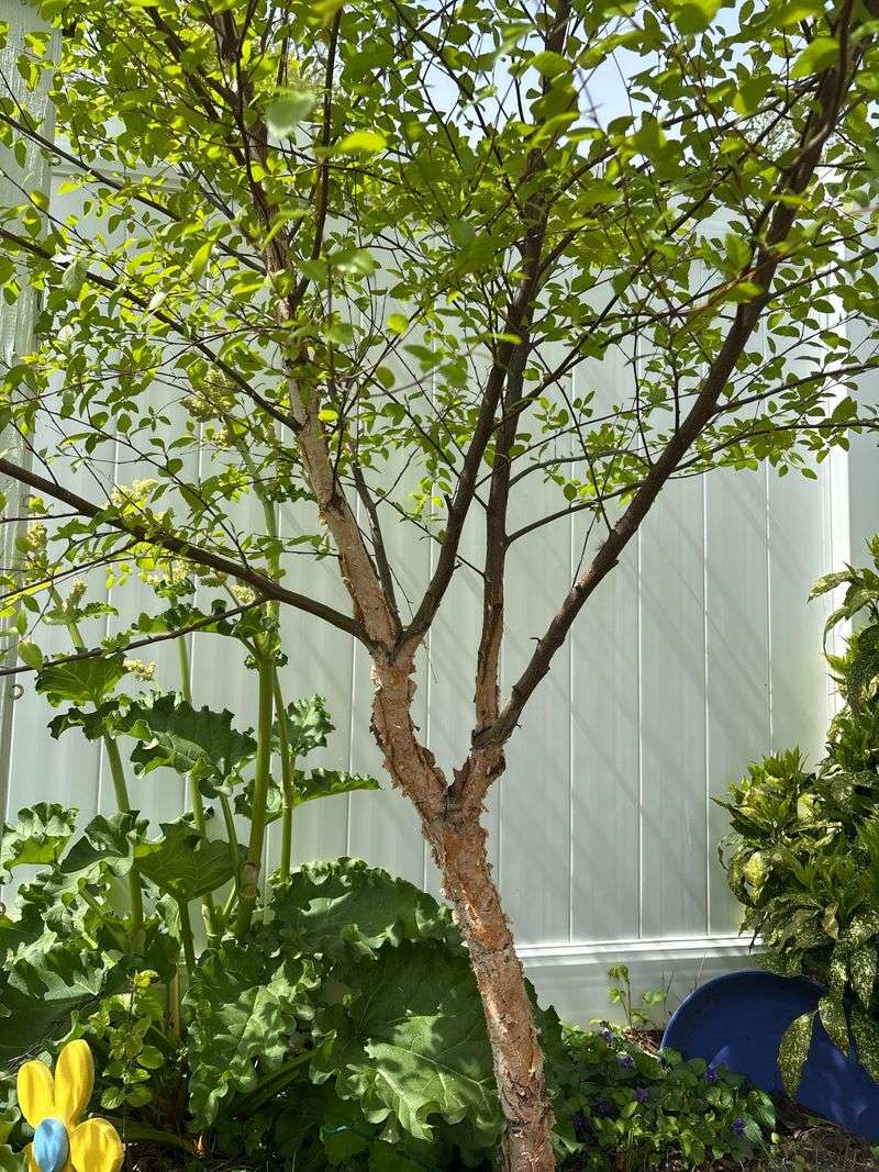 Give Roots Room To Grow Naturally