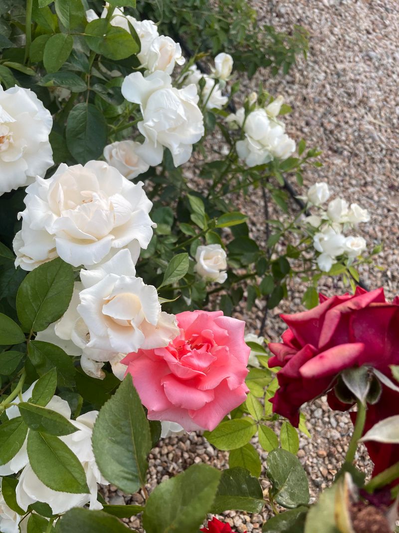 Give Roses At Least Six Hours Of Sunlight Give Roses At Least Six Hours Of Sunlight