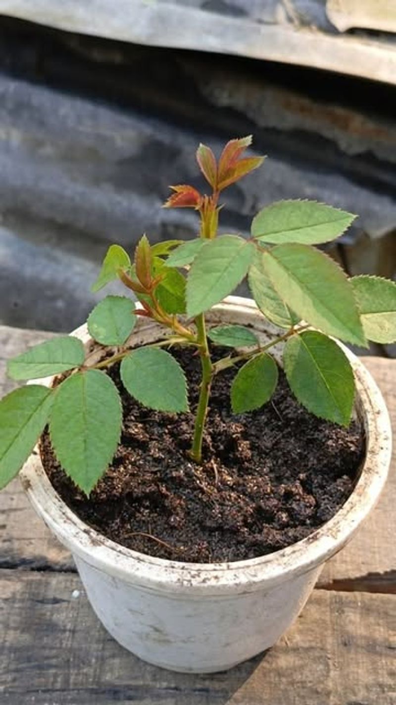 Give Roses Dry Moving Air Around Their Leaves Give Roses Dry Moving Air Around Their Leaves