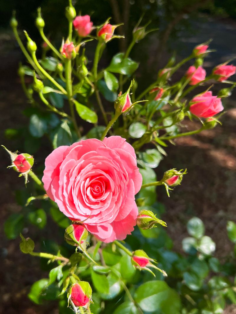 Give Roses Morning Sun And Afternoon Relief