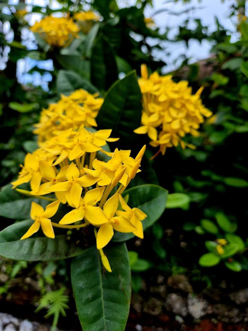 Give September Buds A Chance Give September Buds A Chance
