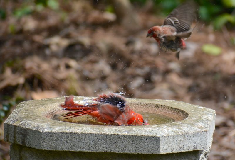 Give Smaller Birds Cover Without Promising Safety
