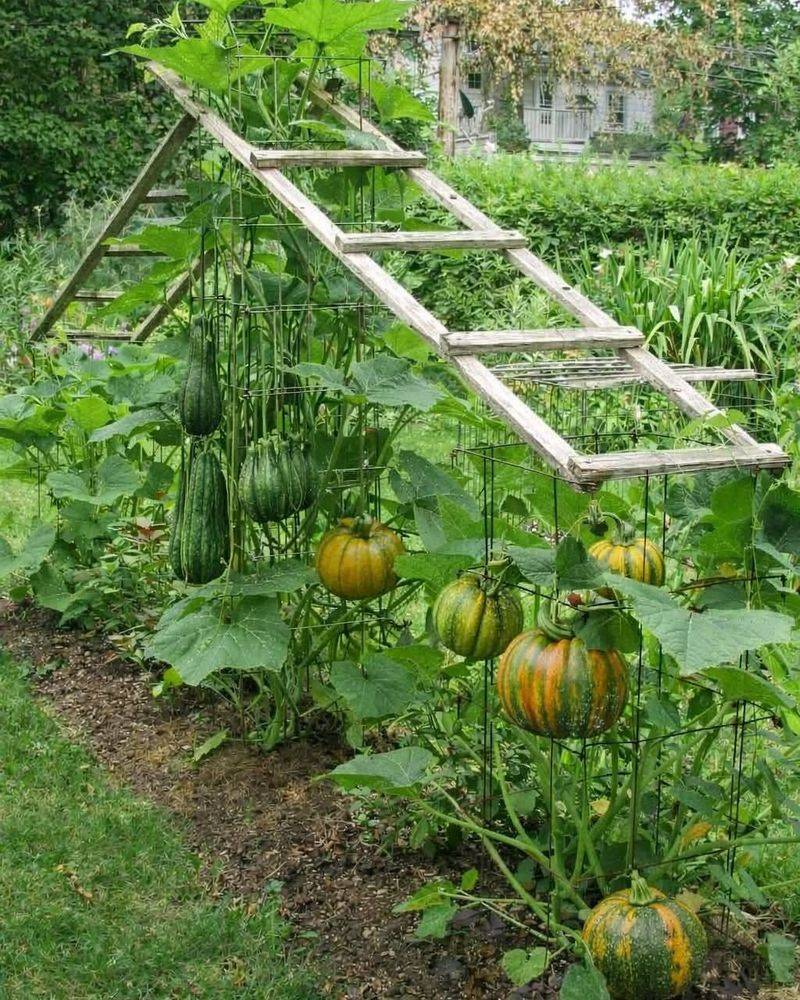 Give Squash Space For Airflow Give Squash Space For Airflow