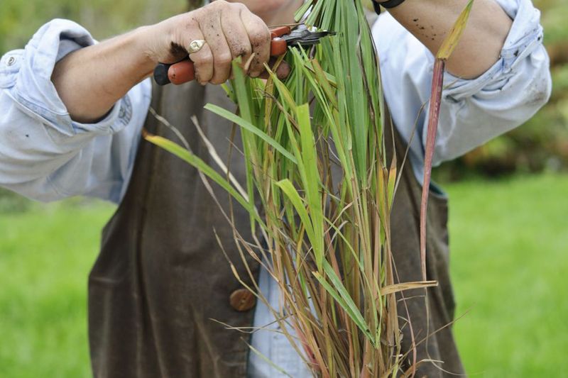 Give Tall Growth A Haircut When Needed