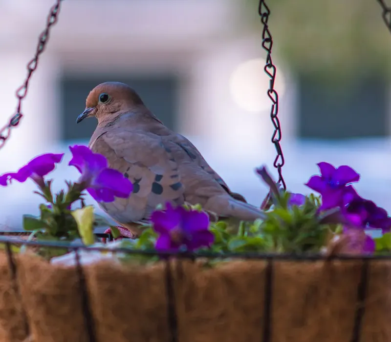 Give The Nest Quiet Space