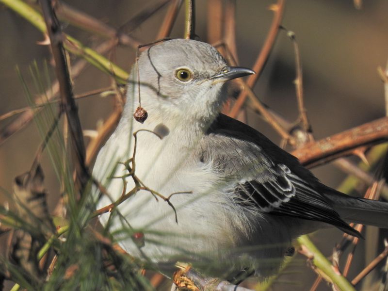 Give The Nesting Zone Space
