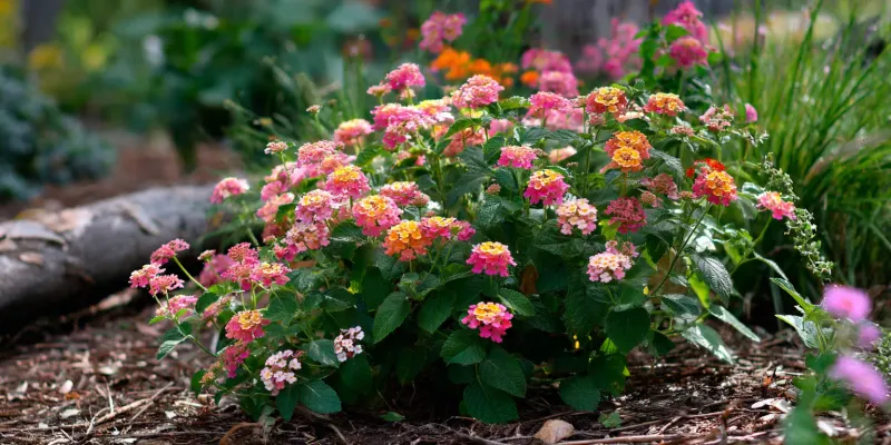 Give The Plant The Conditions To Rebloom