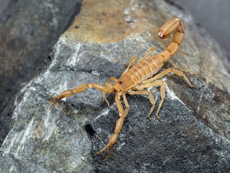 Give The Scorpion A Clear Exit Give The Scorpion A Clear Exit