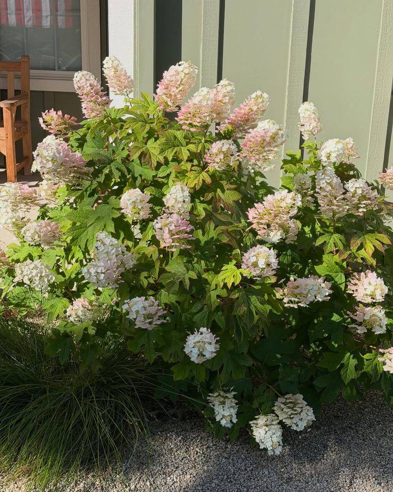 Give The Shrub Enough Sun To Bloom