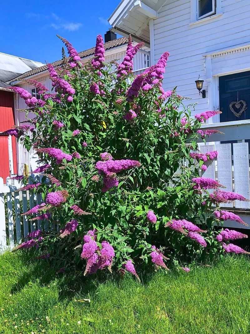 Give The Shrub Full Sun Give The Shrub Full Sun