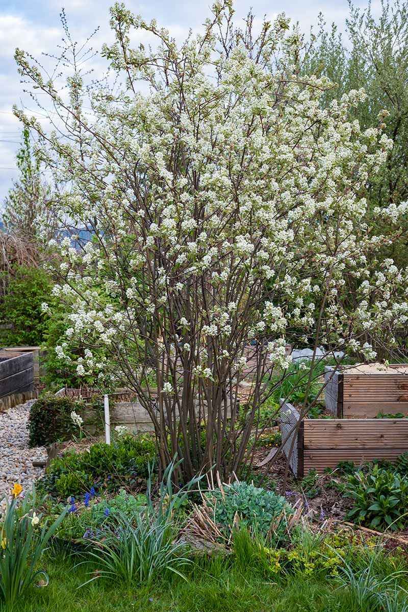 Give The Shrub Room To Become A Small Tree Give The Shrub Room To Become A Small Tree