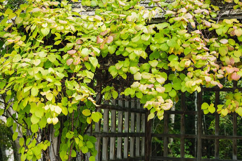 Give The Vines A Strong Trellis Give The Vines A Strong Trellis