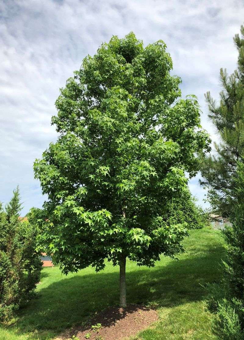 Give This Native Tree Room To Grow Give This Native Tree Room To Grow