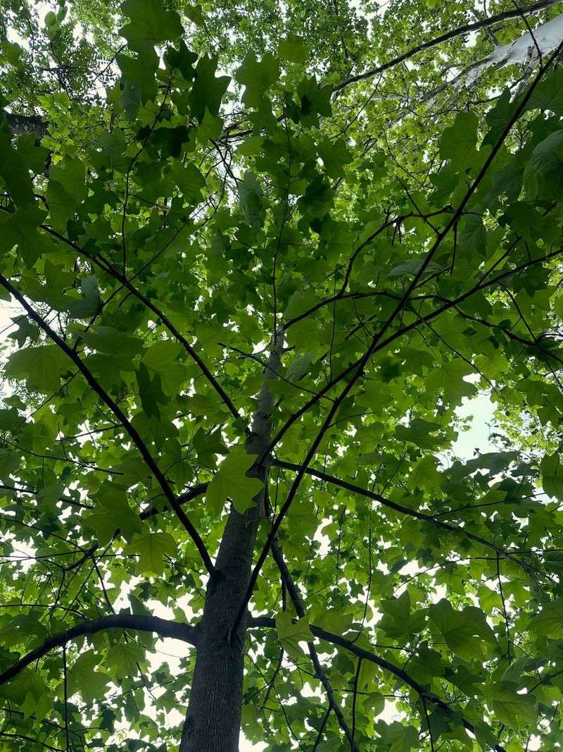 Give This Tree Plenty Of Growing Space