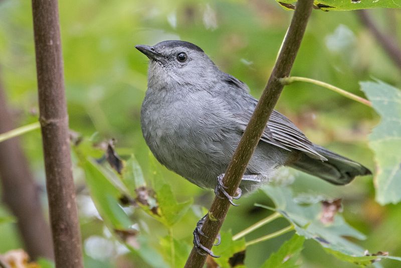 Give Thrushes, Catbirds, And Cardinals A Reason To Stay Give Thrushes, Catbirds, And Cardinals A Reason To Stay
