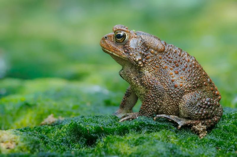 Give Toads Damp Shelter, Not Stagnant Water