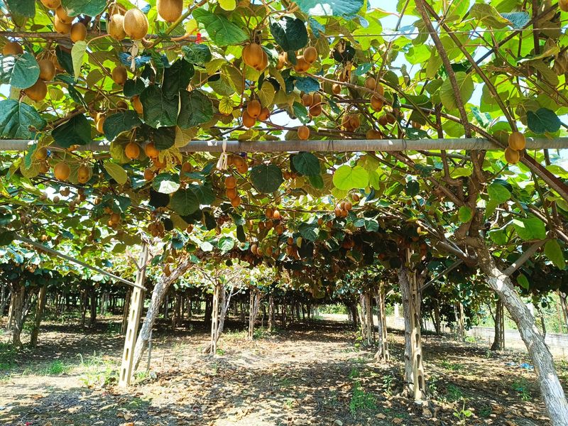 Give Vines Enough Space To Spread Give Vines Enough Space To Spread
