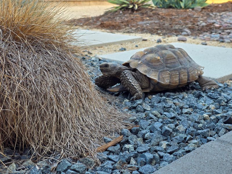 Give Wild Tortoises Plenty Of Space Give Wild Tortoises Plenty Of Space