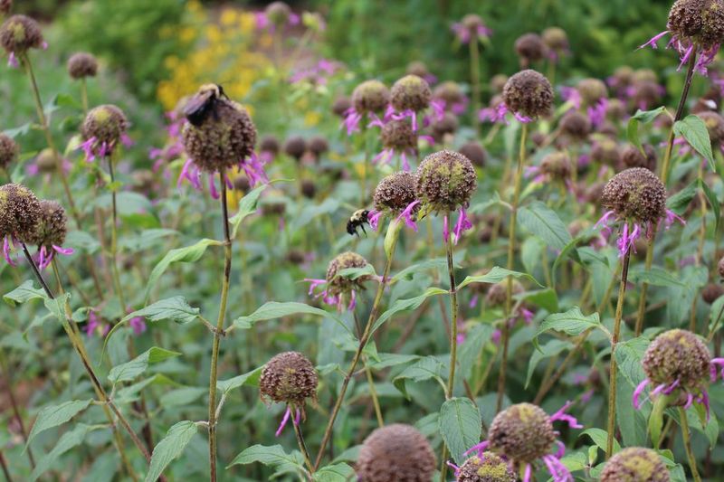 Give Winter Stems More Than One Option