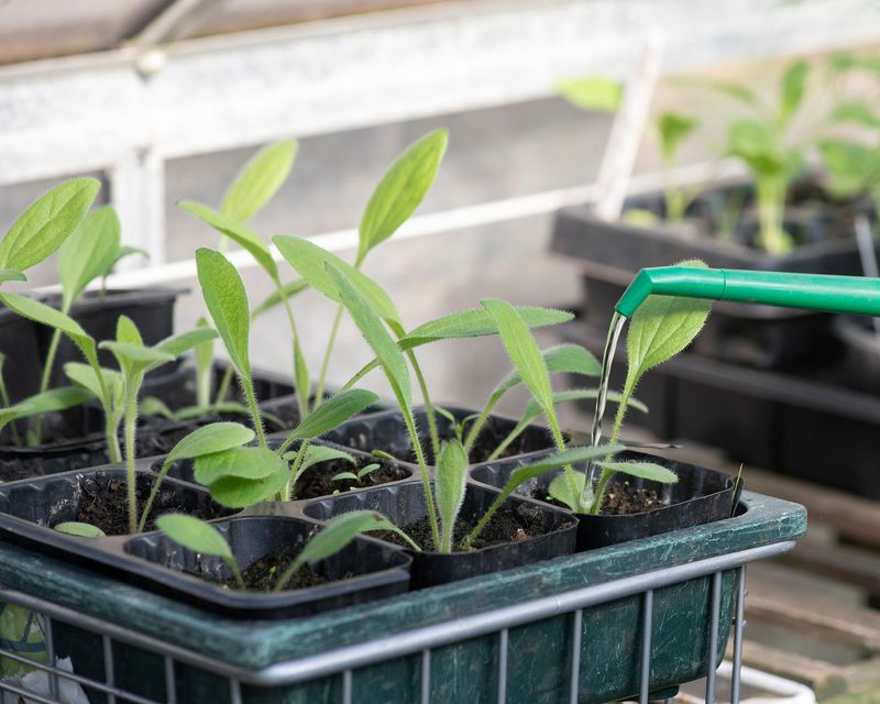 Give Young Seedlings Extra Care In July Give Young Seedlings Extra Care In July