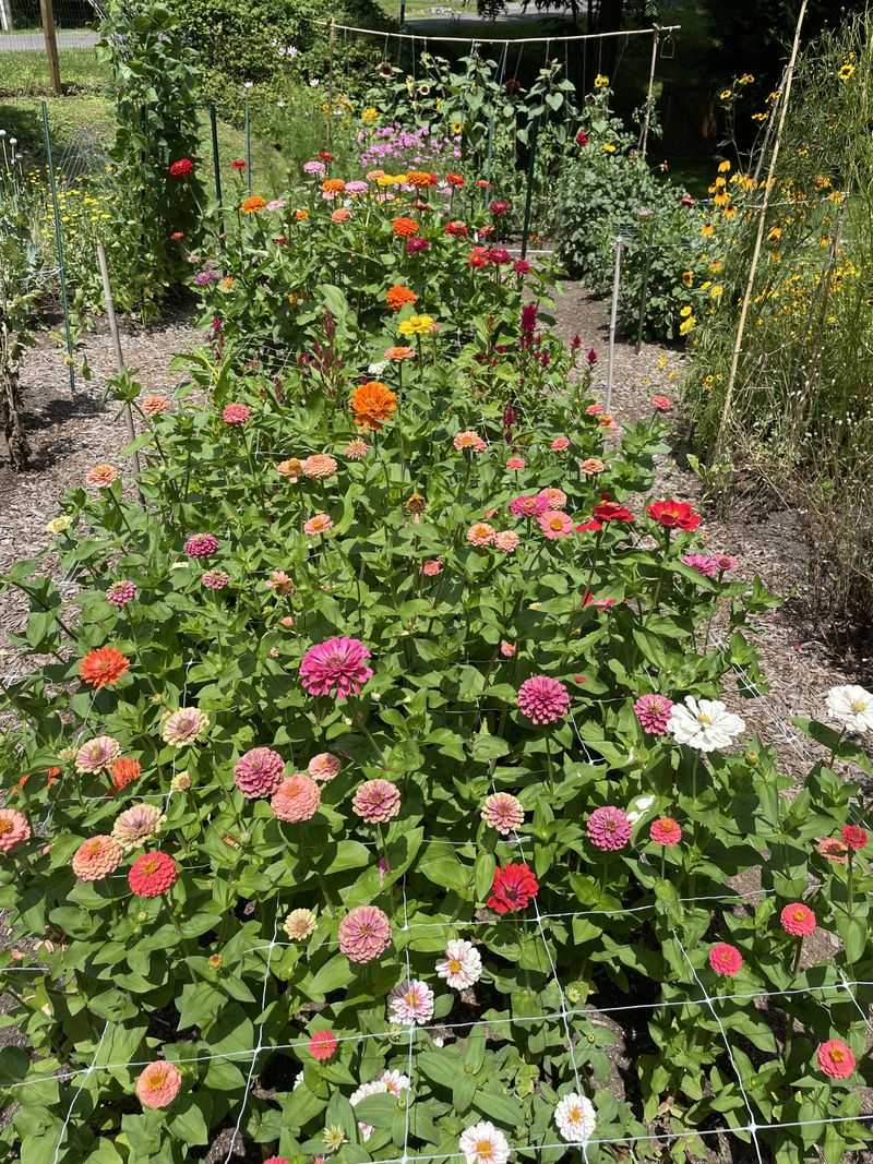 Give Zinnias More Airflow Before August Humidity Builds Give Zinnias More Airflow Before August Humidity Builds