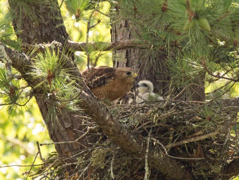 Give an Active Nest Plenty of Room