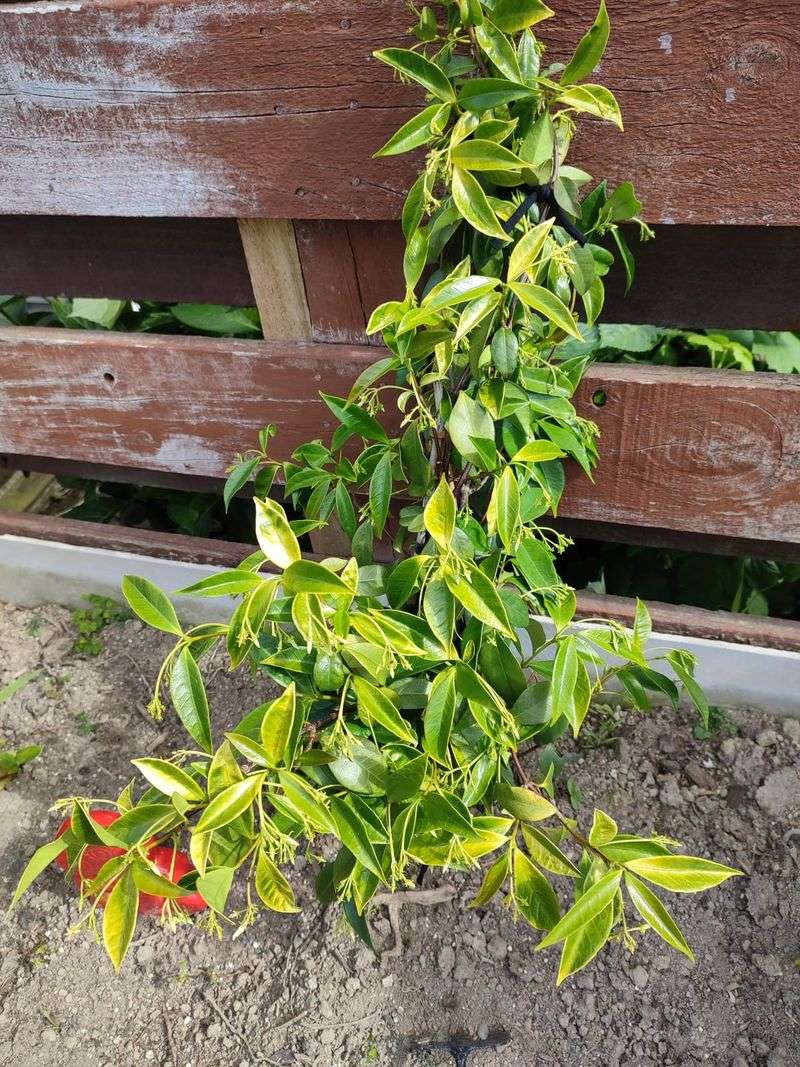 Giving Too Much Fertilizer During Bloom Giving Too Much Fertilizer During Bloom
