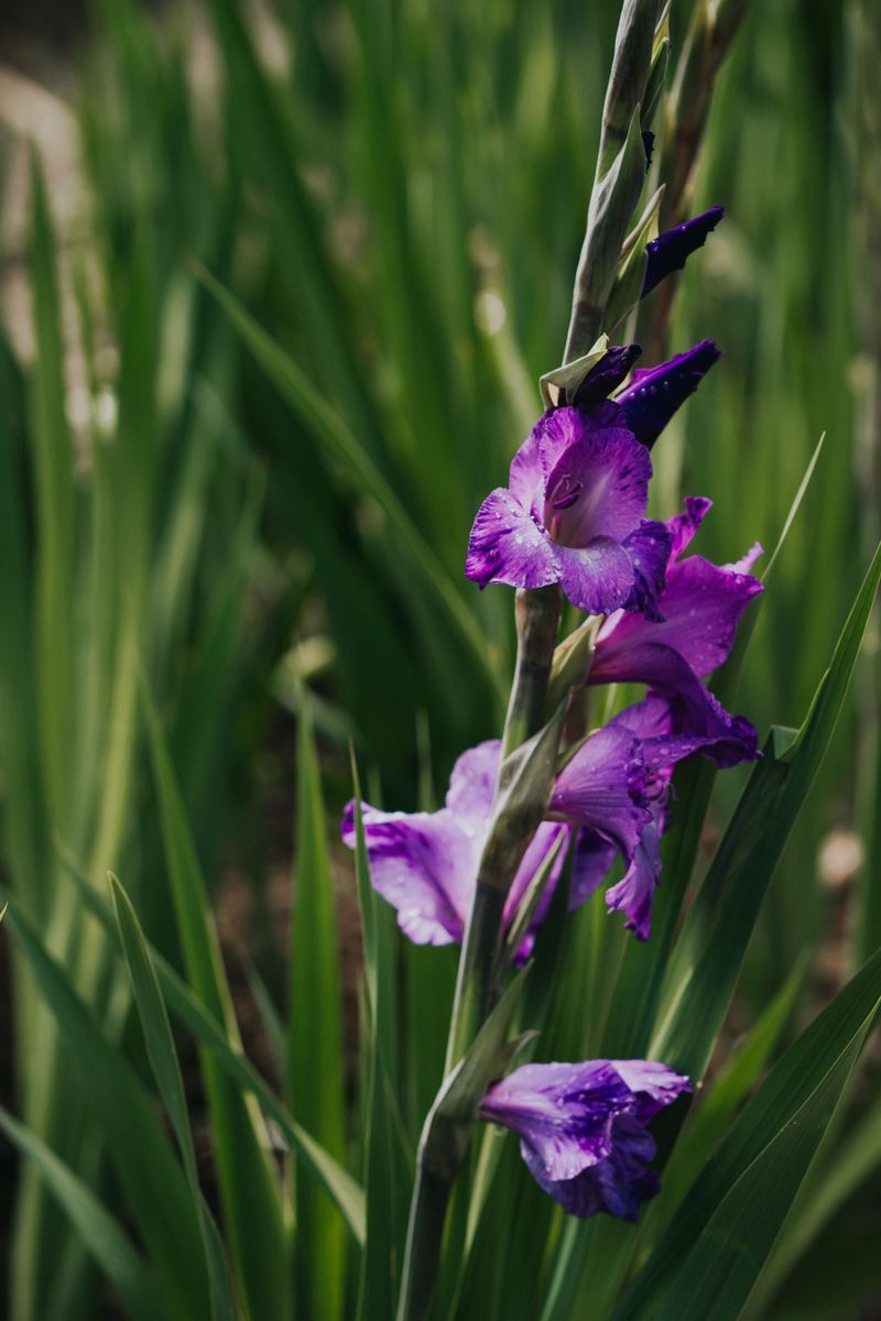 Gladiolus
