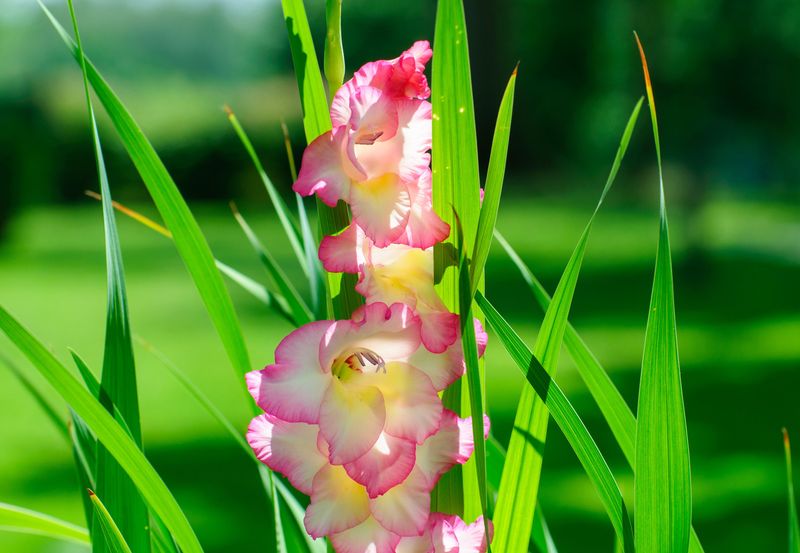 Gladiolus